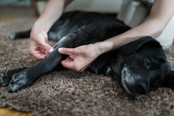 The benefits of massage for&nbsp;dogs