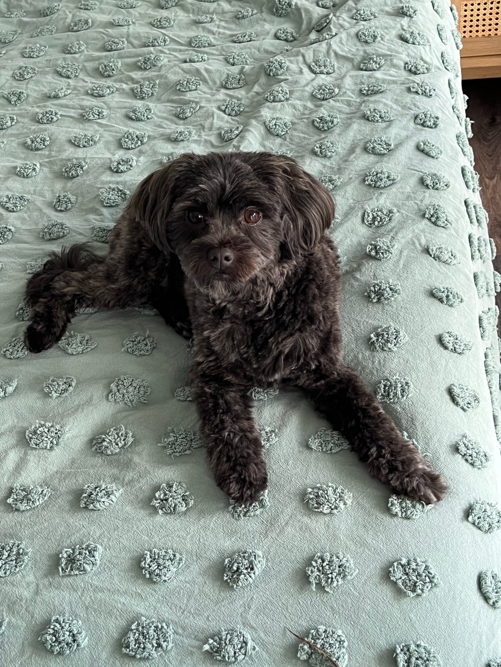 The World of Dog&nbsp;Grooming