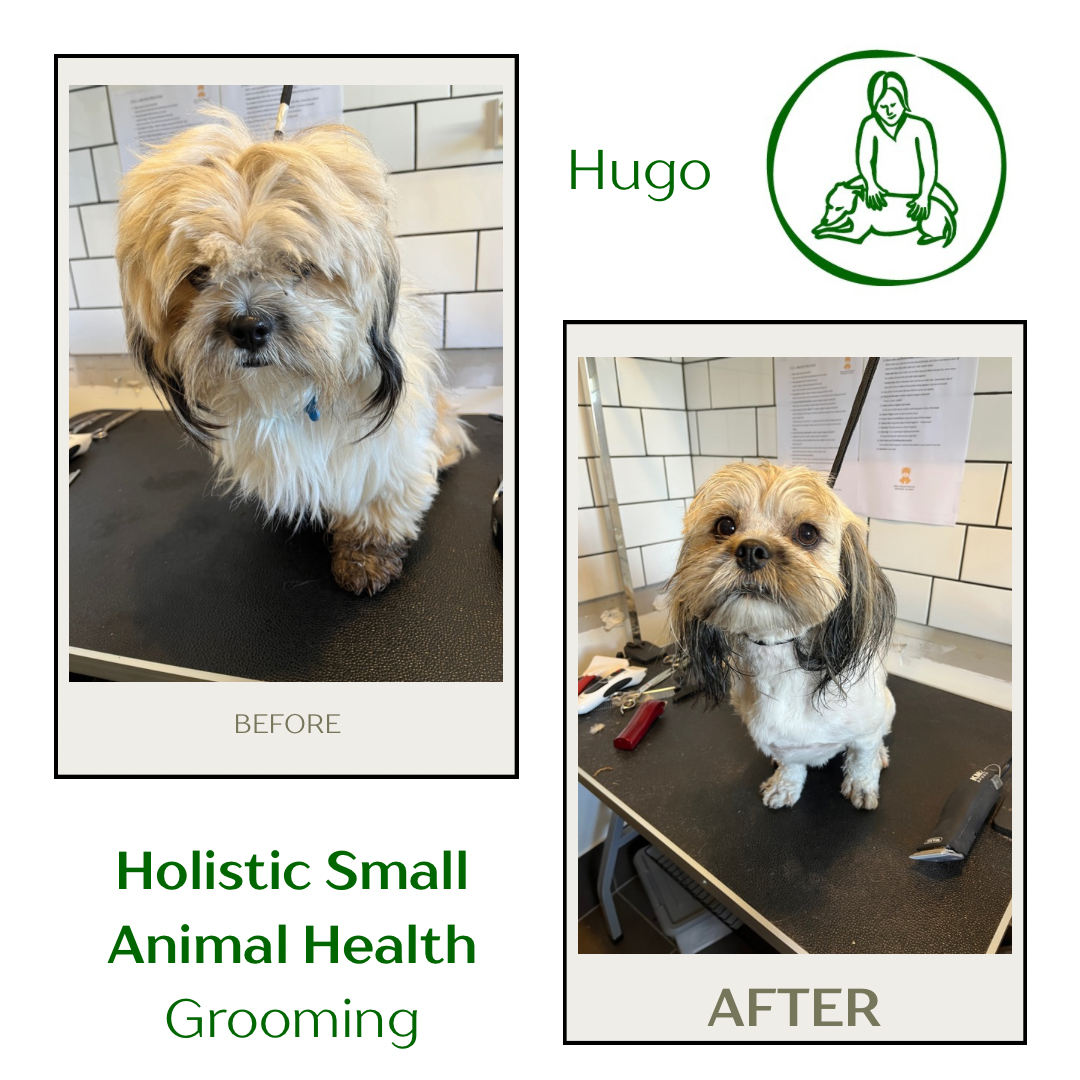 Image result for Dog Grooming - Holistic Small Animal Health